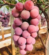 罗马葡萄，最贵的水果排