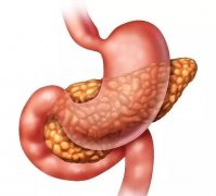 胰腺在人体的哪个部位图