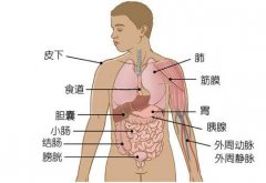 人体器官分布图，人体五