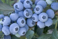 农业种植合作加盟，蓝莓