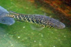 淡水石斑鱼有几种品种，