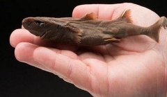 世界上最小的鲨鱼，（硬