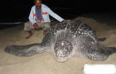 世界上体型最大的海龟，