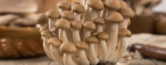 蟹腿菇，蟹味菇木质腐生