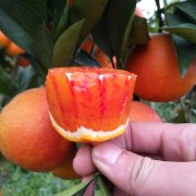血橙，血橙的吃法（第三